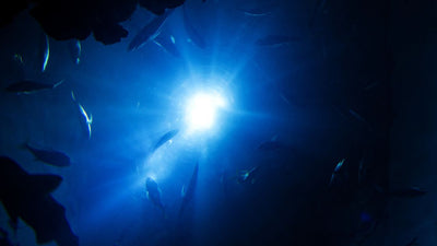 How to Choose a Good Diving Torch [GUIDE]