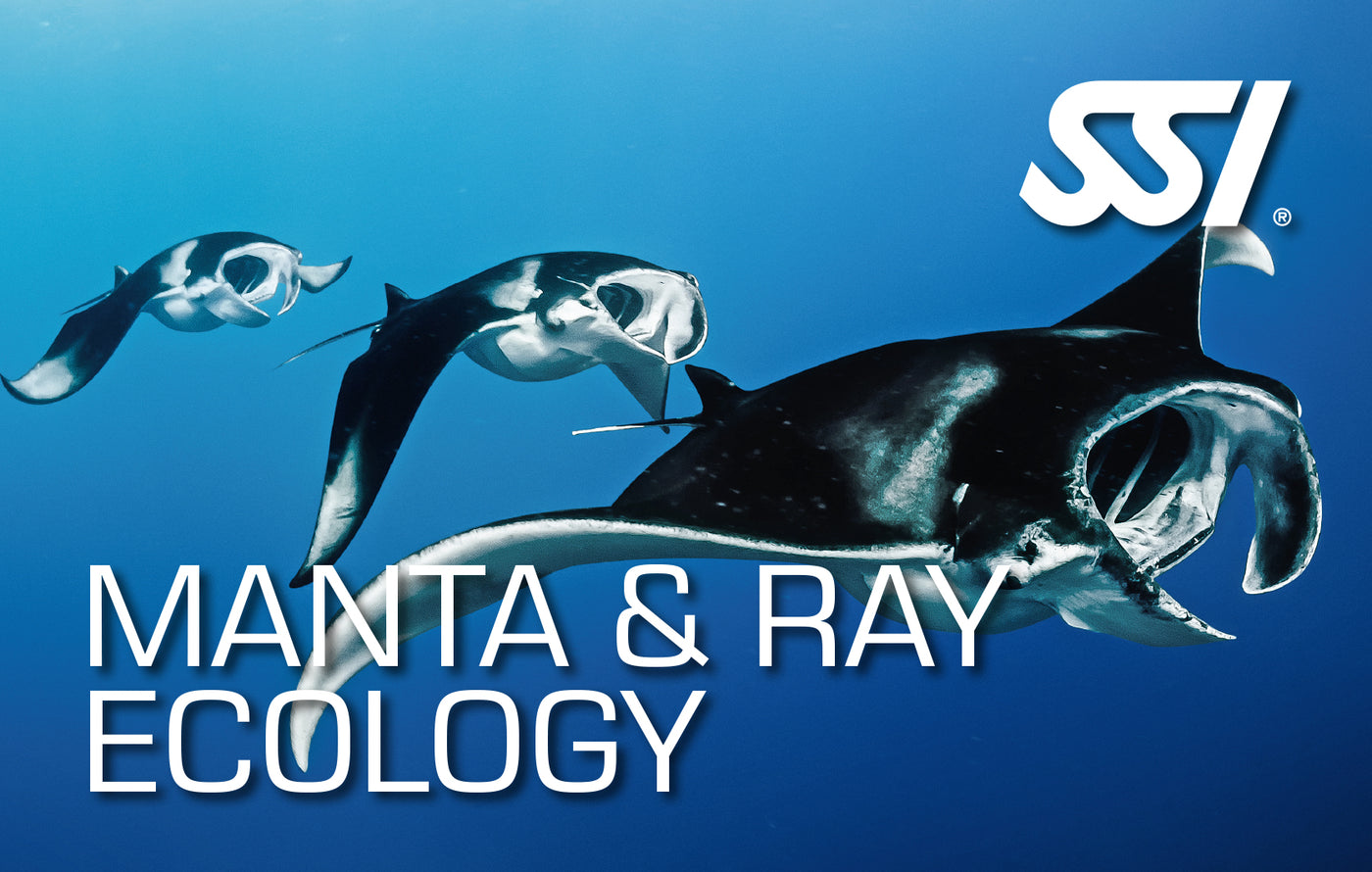 Manta And Ray Ecology - Online Only