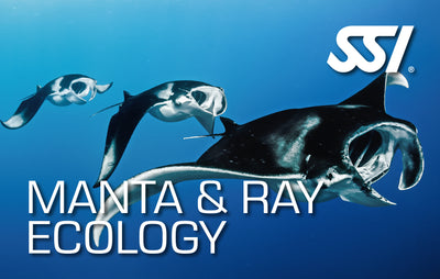 Manta And Ray Ecology - Online Only