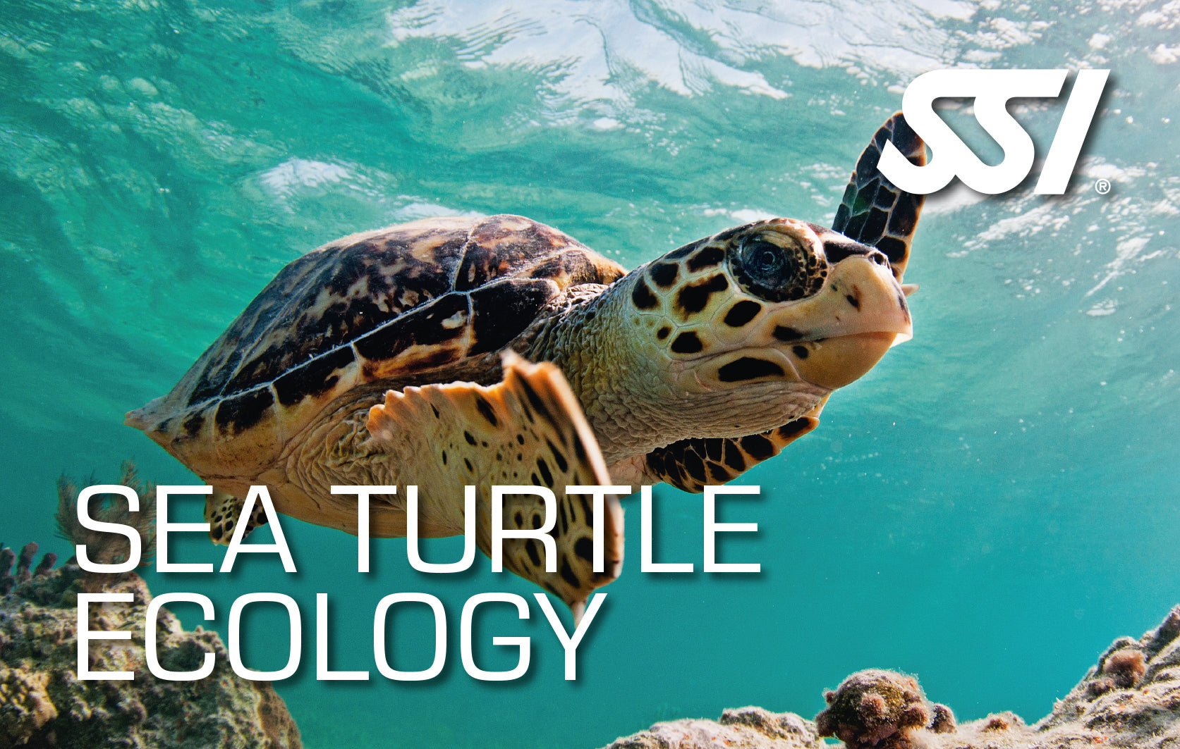 Become a certified SSI Sea Turtle Ecology diver