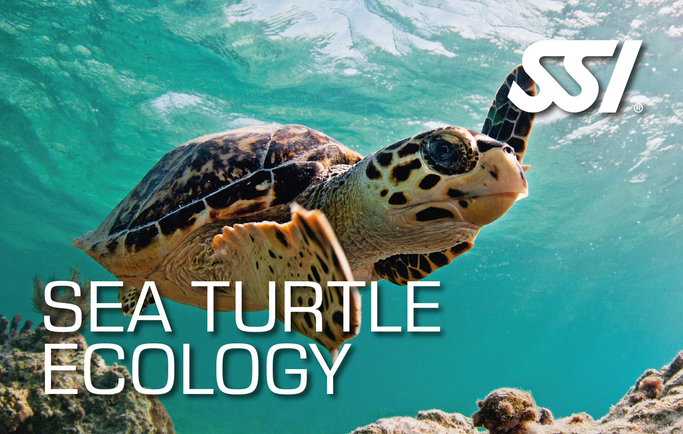 Turtle Ecology - Online Only