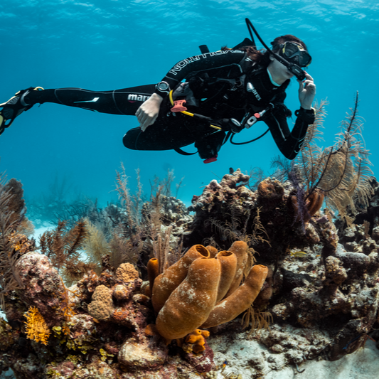 Local Shore Dives With Dive Newcastle Guided